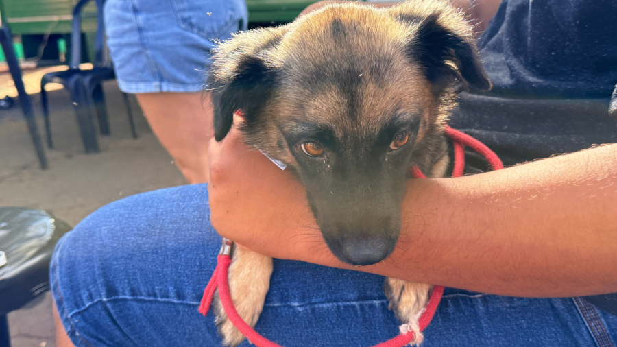 Últimos dias para inscrição no programa Castra + Paraná 2 em Campo Mourão