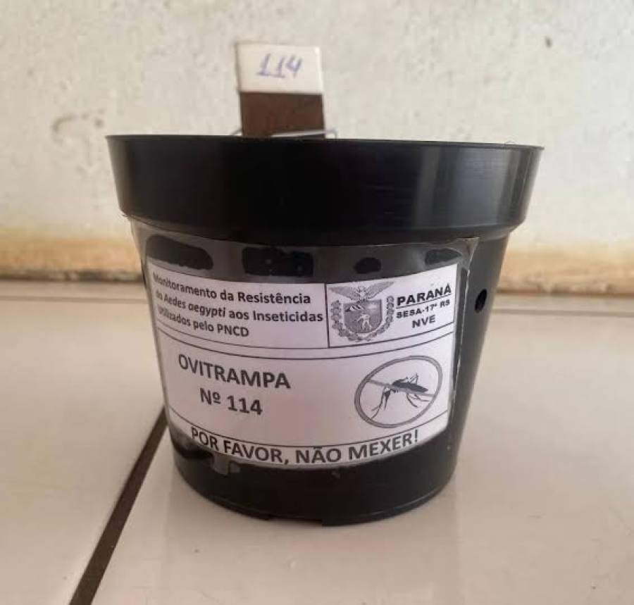 Armadilhas mostram eficácia contra mosquito da dengue*